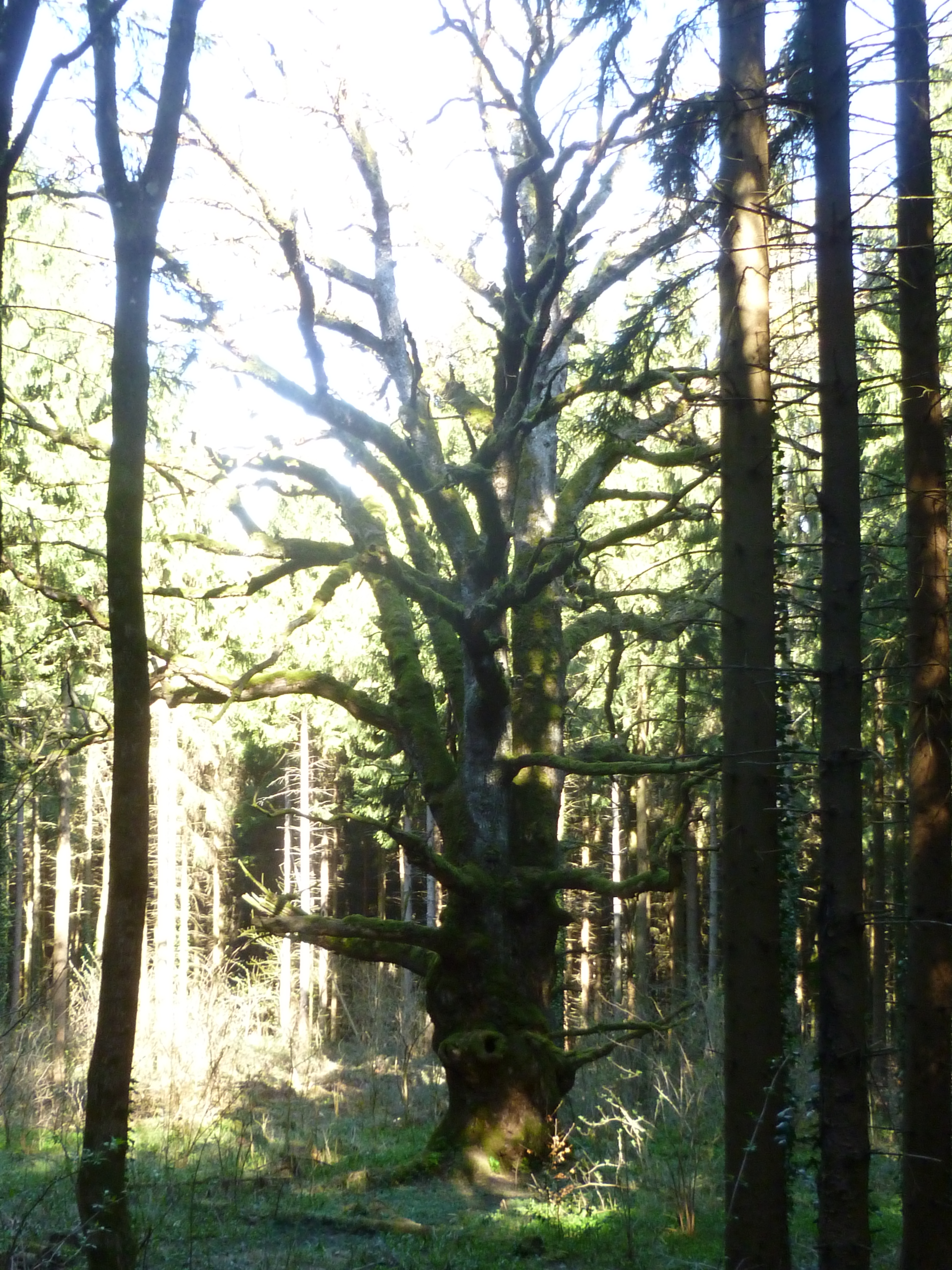6 2015-04-12 Oberlarg MorimontPG (2)